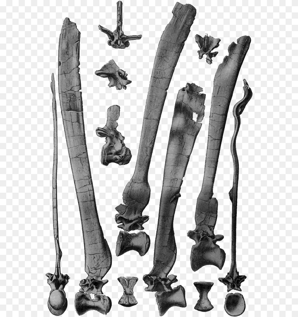 22 August 2007 Spinosaurus Vertebrae, Sword, Weapon, Blade, Dagger Free Transparent Png