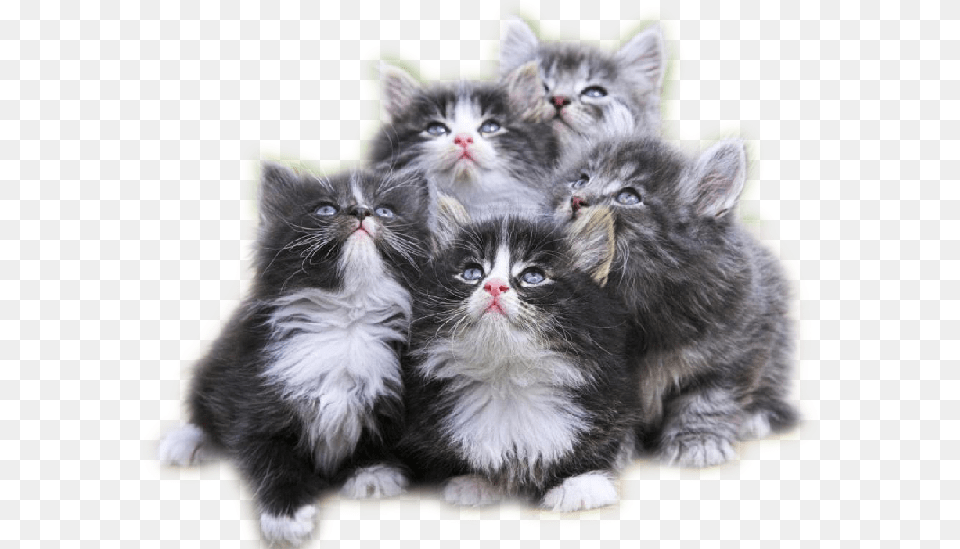 224 Journal Gray Furry Kittens, Animal, Cat, Kitten, Mammal Free Png