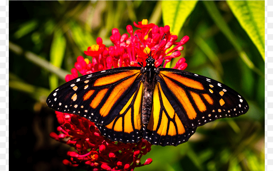 Monarch Butterfly, Animal, Insect, Invertebrate, Plant Free Png