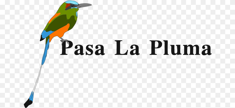 Pluma, Animal, Bee Eater, Bird, Beak Png Image