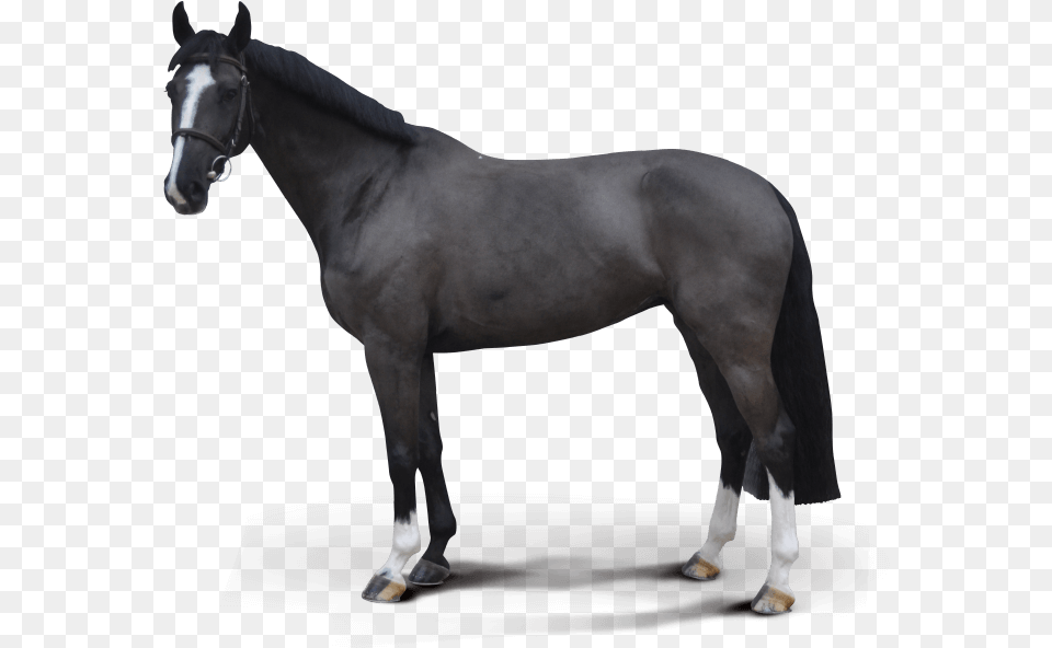 Destello, Andalusian Horse, Animal, Horse, Mammal Png