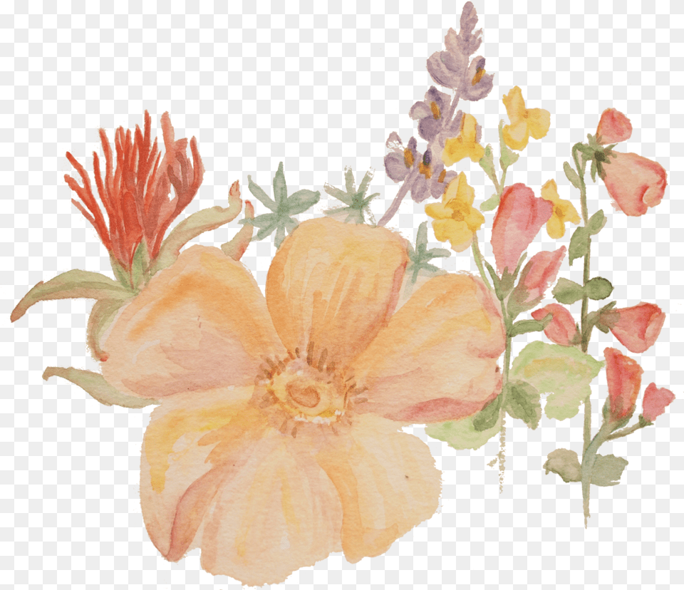 Hibiscus, Plant, Flower, Petal, Pattern Png Image