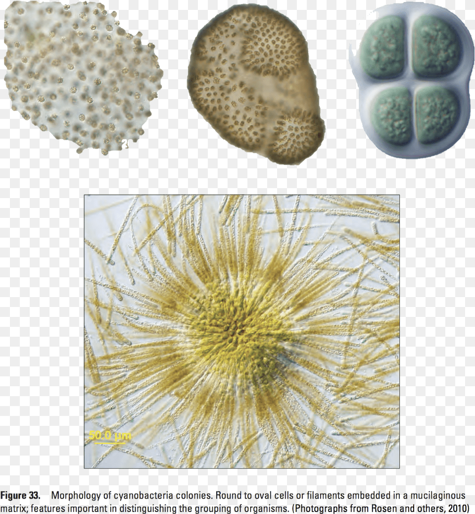 23 20 City Water Bacteria 2 Copyclass Img Responsive, Pollen, Fungus, Plant, Sea Life Free Transparent Png
