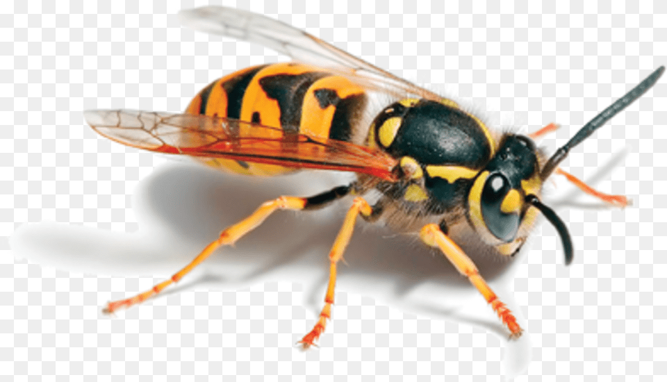 Wasp, Animal, Bee, Insect, Invertebrate Free Png Download