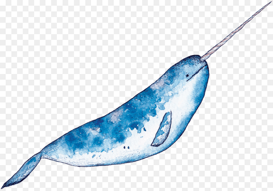Narwhal, Animal, Mammal, Sea Life, Whale Png