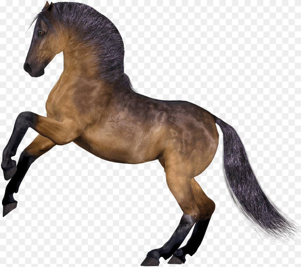 Kuda, Animal, Colt Horse, Horse, Mammal Png