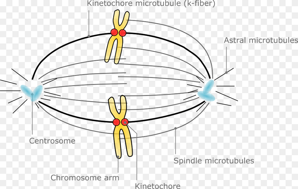 Chromosome, Aircraft, Transportation, Vehicle, Person Free Transparent Png