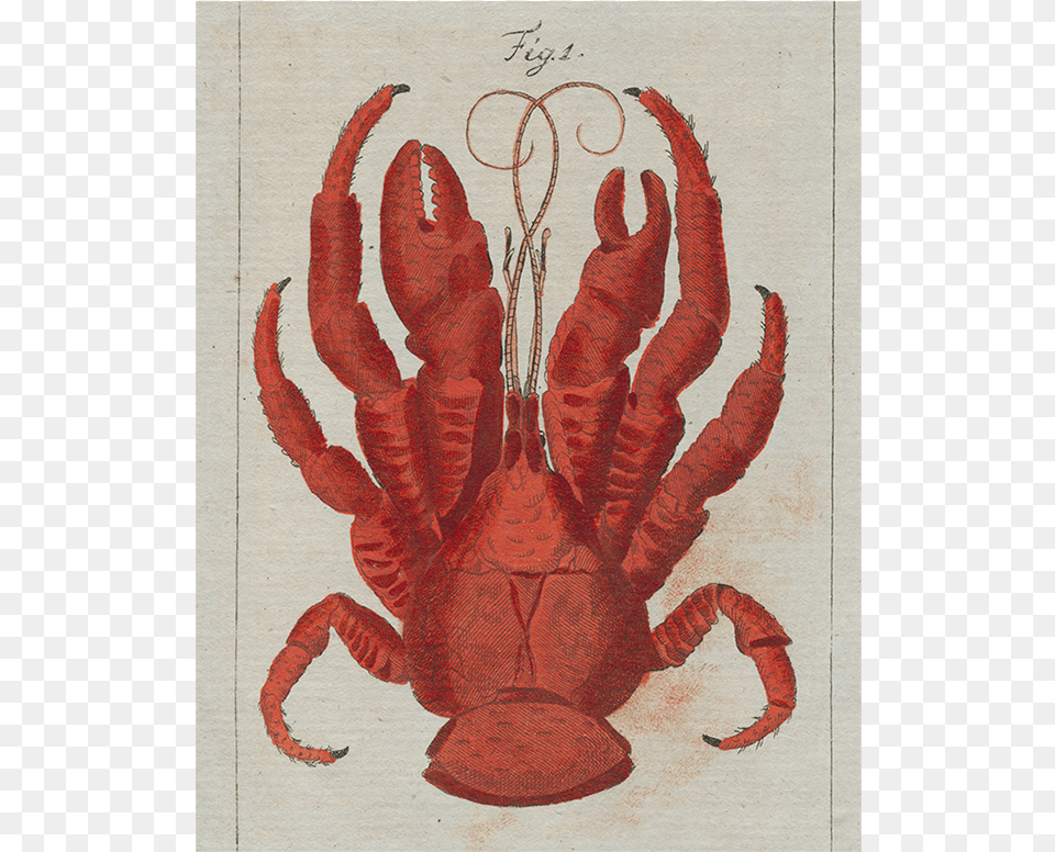 Cede 4610 John Derian, Food, Seafood, Animal, Sea Life Free Transparent Png