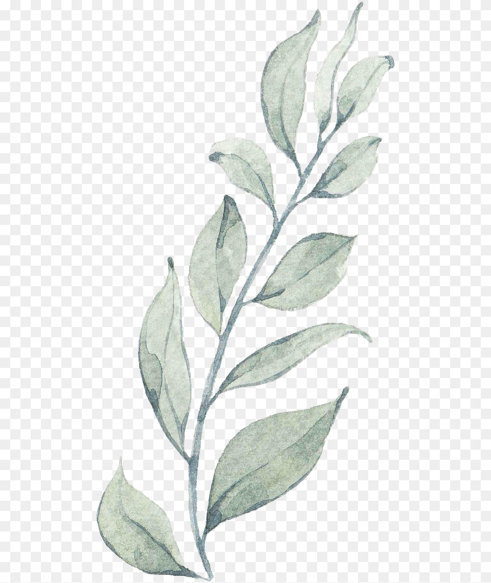 24 Floral Watercolor Paintings Art Wallpaper Ilex Vomitoria, Leaf, Plant, Herbal, Herbs Free Transparent Png
