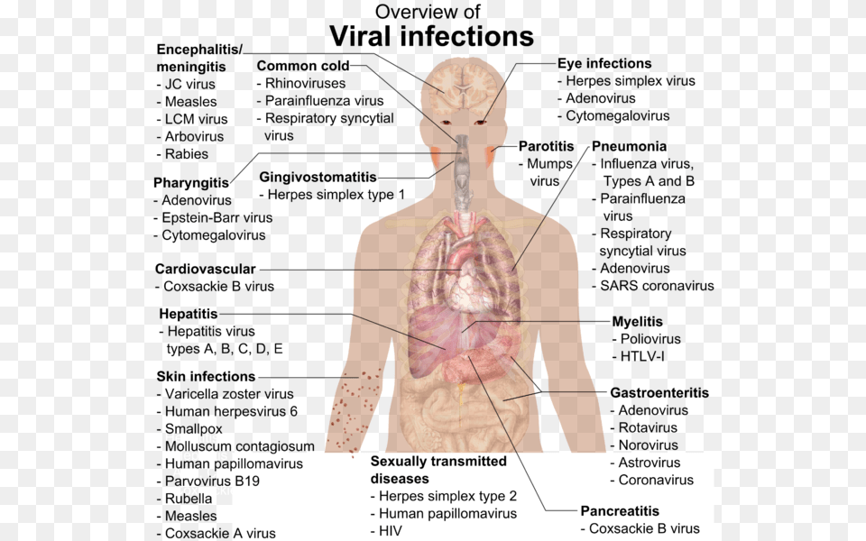 240 Pixels, Person Free Png Download