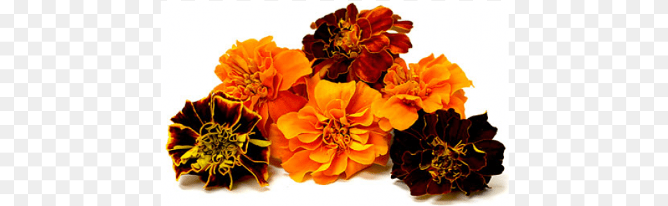 Marigold Flower, Anther, Petal, Plant, Dahlia Free Png Download