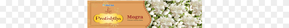 Mogra, Flower, Petal, Plant, Flower Arrangement Free Transparent Png