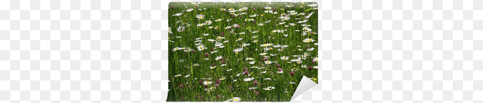 Grass Flower, Countryside, Plant, Outdoors, Nature Free Png