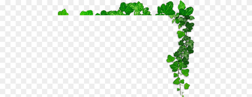 Dasara, Green, Vegetation, Plant, Leaf Png
