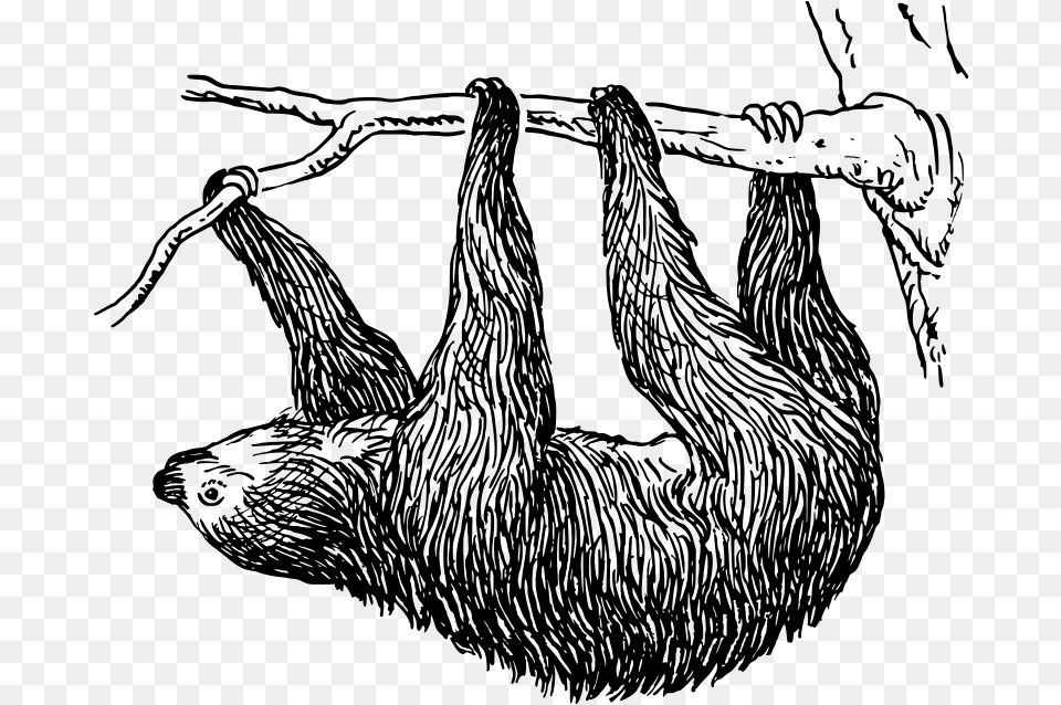 25 14 Uf Sloth Sloth Black And White Clip Art, Gray Free Transparent Png