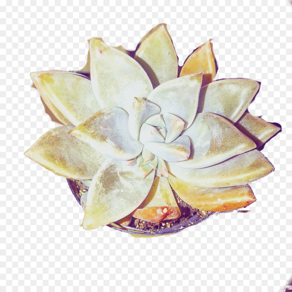 Succulent, Pottery, Vase, Plant, Flower Png