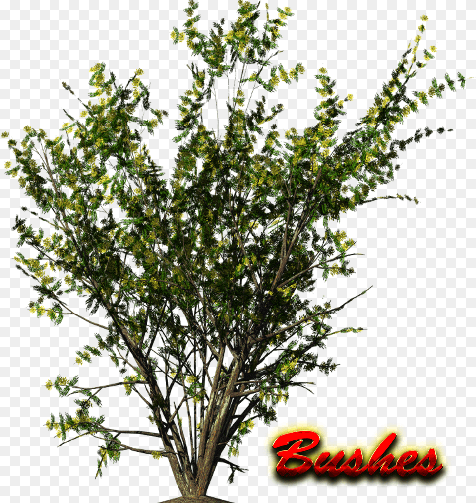 Bushes, Leaf, Plant, Tree, Vegetation Png Image