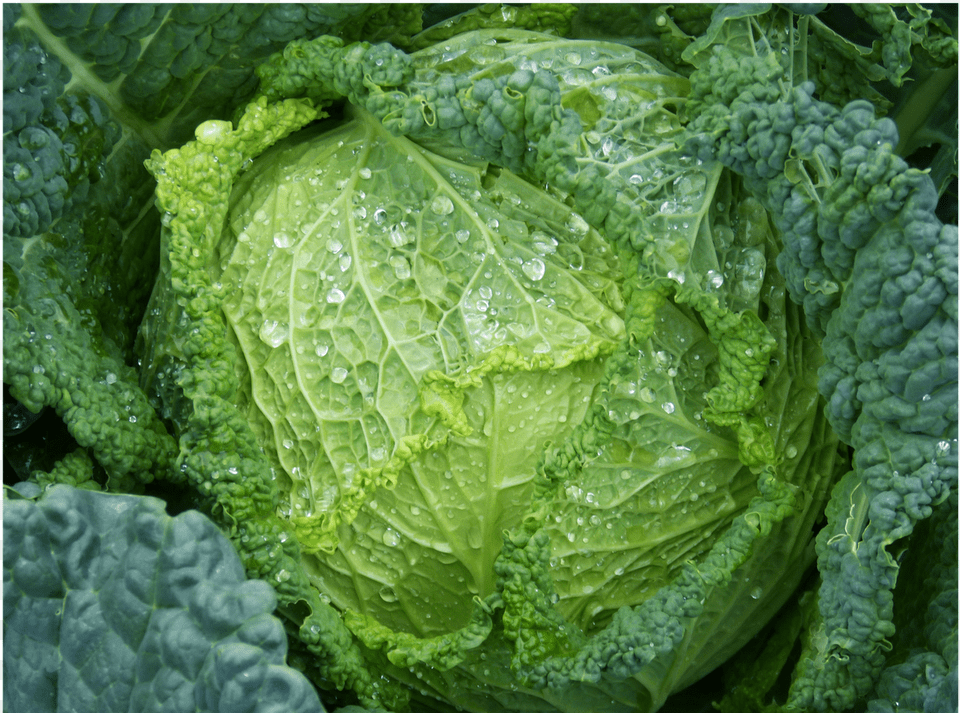 Vegetables Images, Food, Leafy Green Vegetable, Plant, Produce Free Png