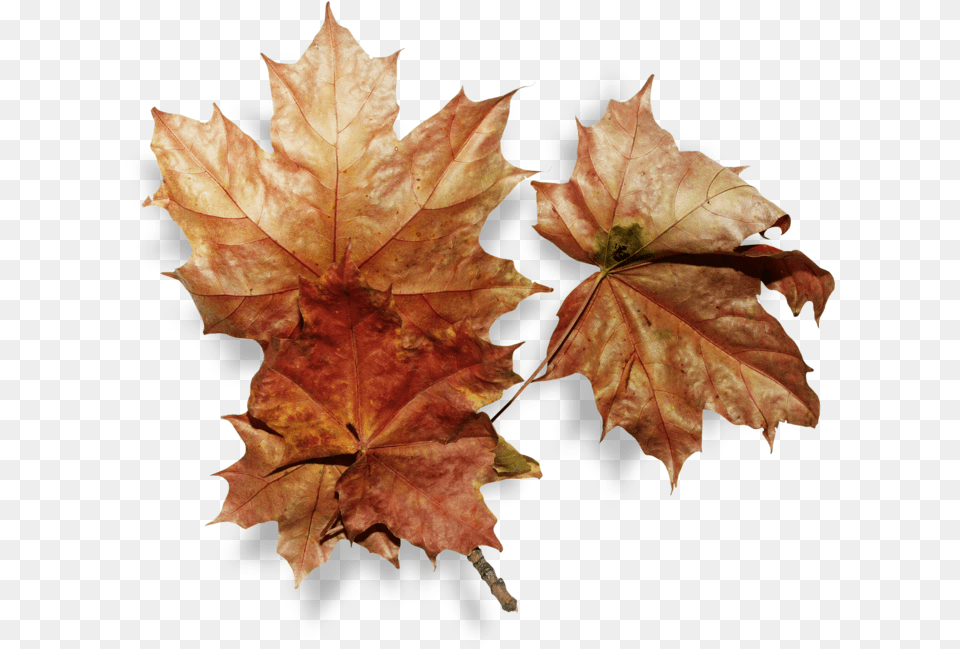 Dry Leaf, Plant, Tree, Maple, Maple Leaf Free Transparent Png