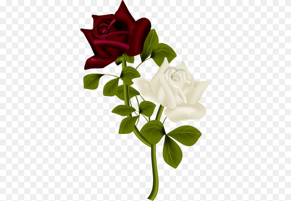 Single Rose Flower, Plant, Dynamite, Weapon Png