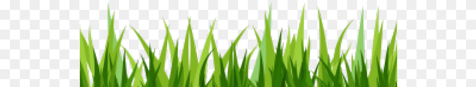 Grass With Flower Background, Green, Lawn, Plant, Vegetation Free Png