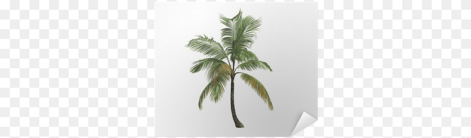 Coconut Trees, Palm Tree, Plant, Tree Free Transparent Png