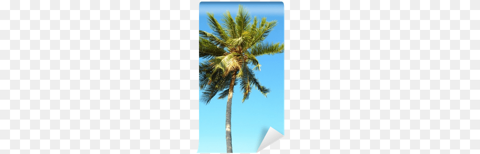 Coconut Tree Images, Palm Tree, Plant Png