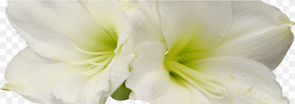 Flower Bucket, Plant, Rose, Amaryllis Free Png