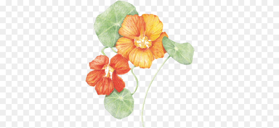 Colourful Floral Design, Anther, Flower, Plant, Geranium Free Transparent Png