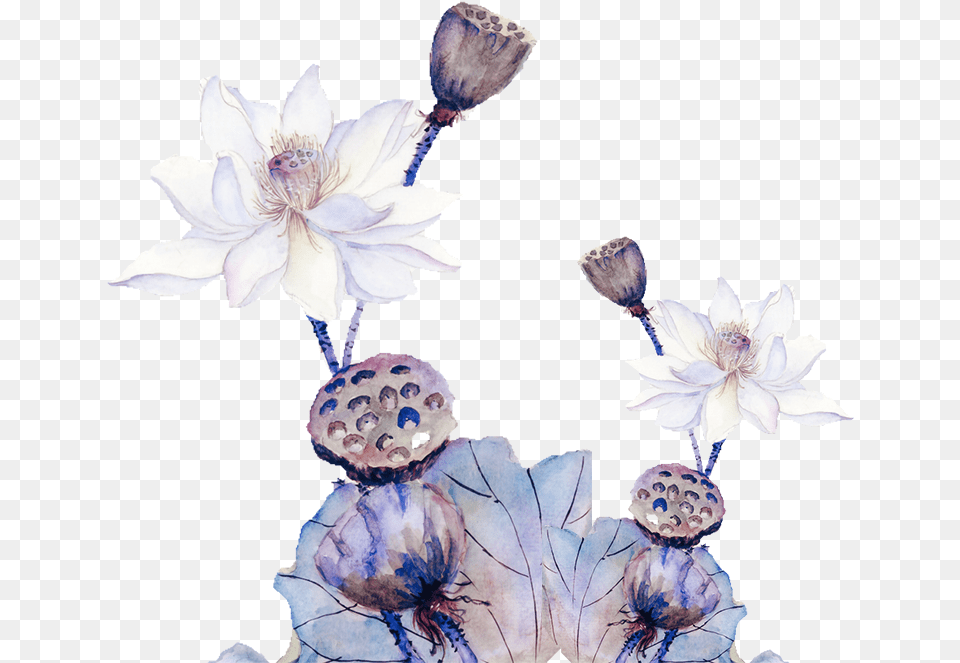 Kandil, Anemone, Flower, Petal, Plant Free Png