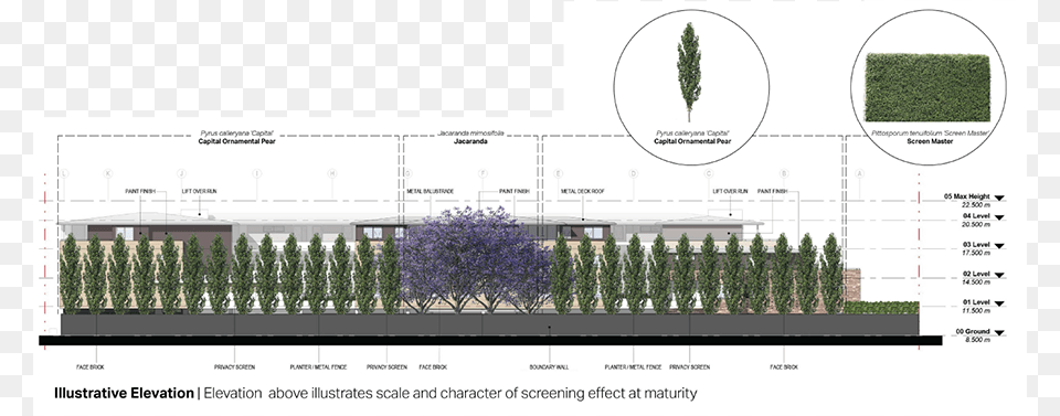 Tree Plan, Plant, Vegetation, Chart, Plot Png Image