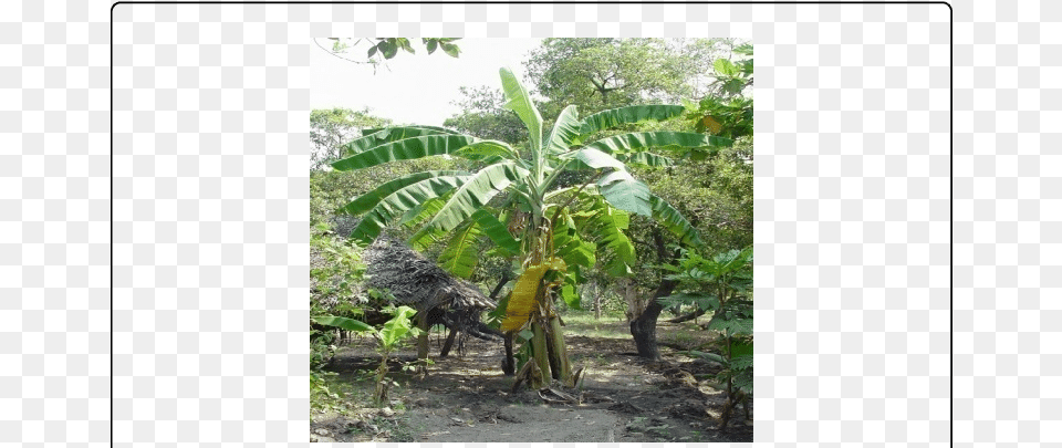 Single Banana Tree Plant, Vegetation, Outdoors, Nature, Jungle Png