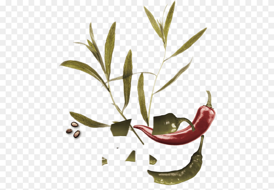 Curry Leaves, Plant, Herbal, Herbs, Food Png
