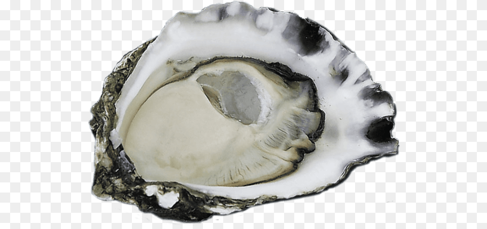 Oysters, Animal, Food, Sea Life, Seafood Png