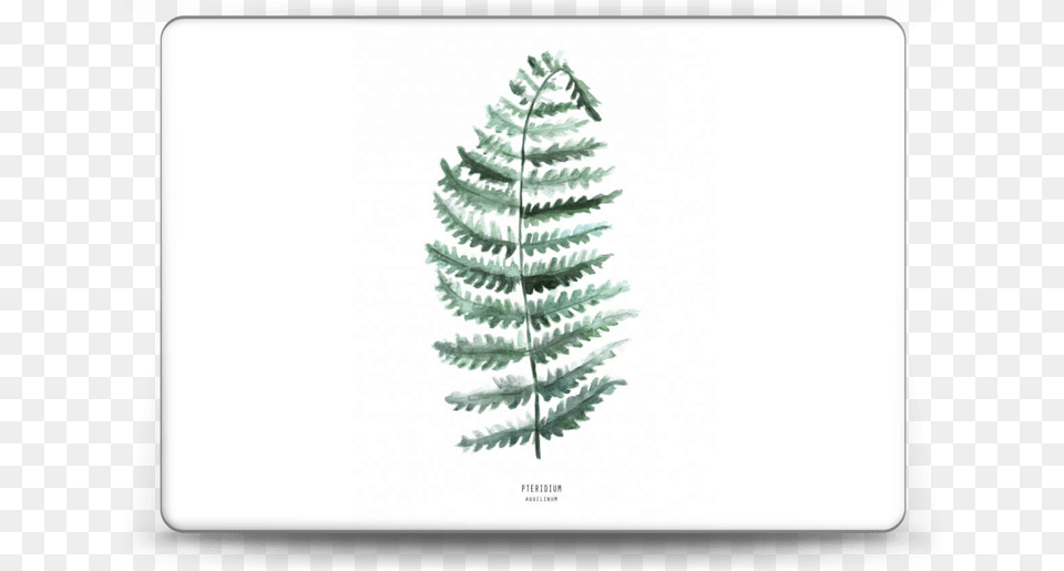 Evergreen, Tree, Plant, Fir, Pine Free Png Download