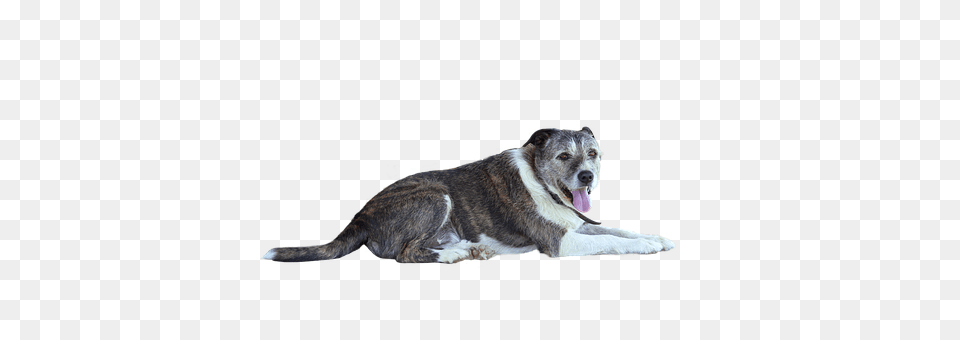 Animal, Mammal, Pet, Dog Png