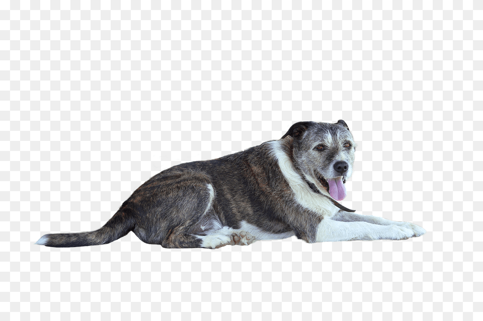 Animal, Canine, Dog, Husky Png Image
