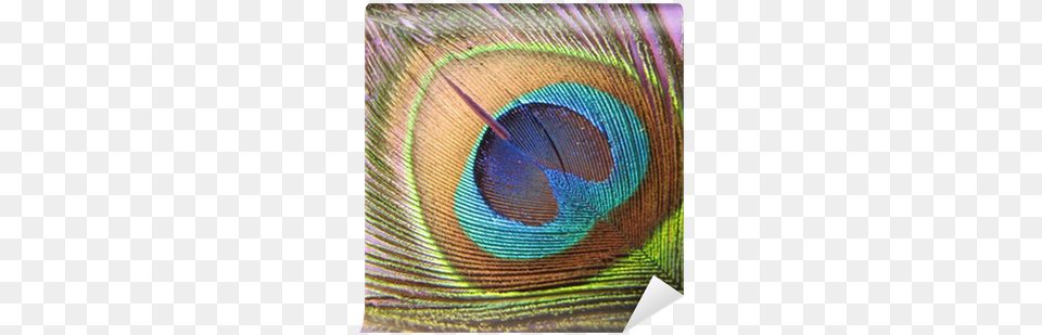 Single Peacock Feathers, Animal, Bird, Person Free Png Download