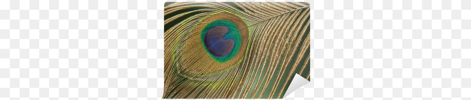 Peacock Feather Images, Pattern, Animal, Bird, Accessories Free Transparent Png