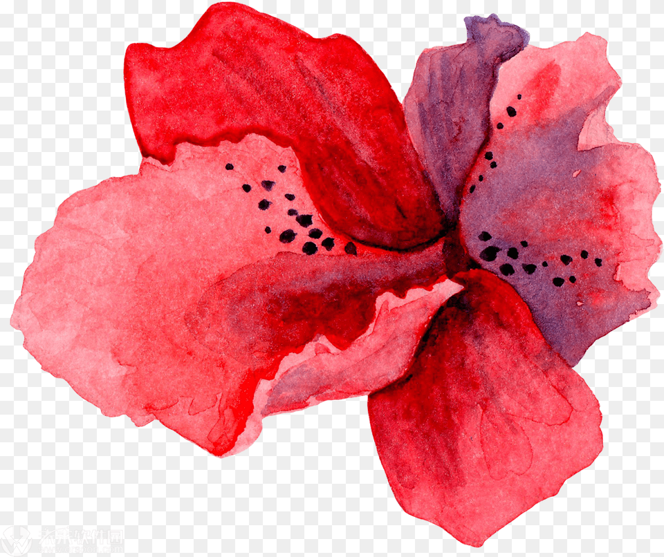 26aaeb0240 Clip Art, Flower, Petal, Plant, Rose Free Png