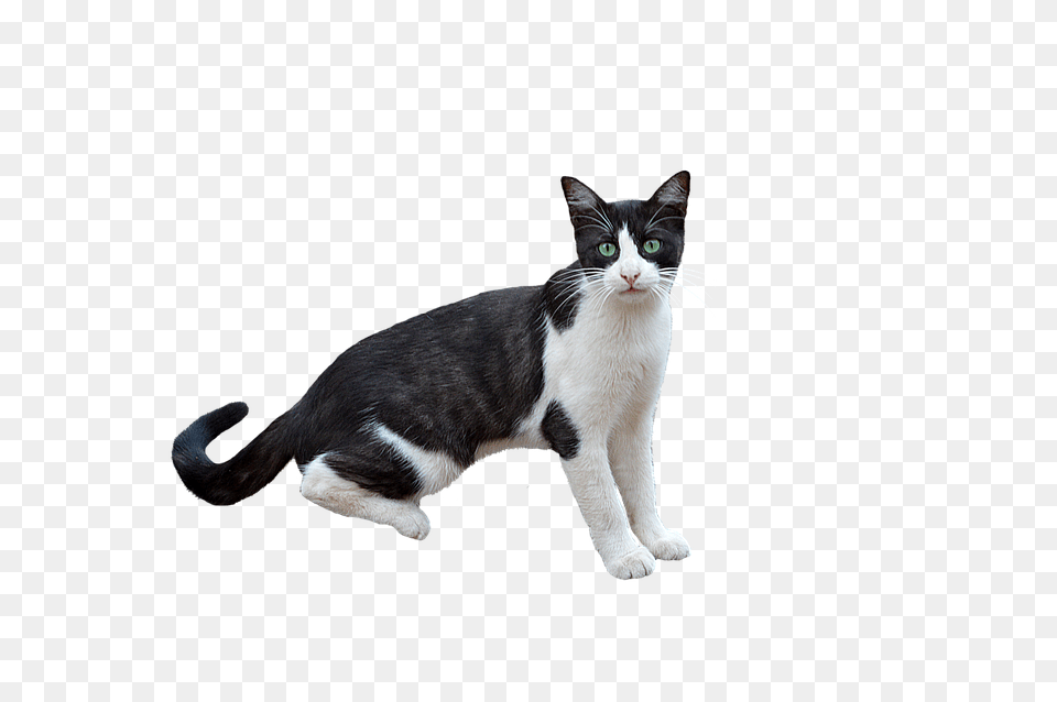 Animal, Cat, Mammal, Manx Free Png