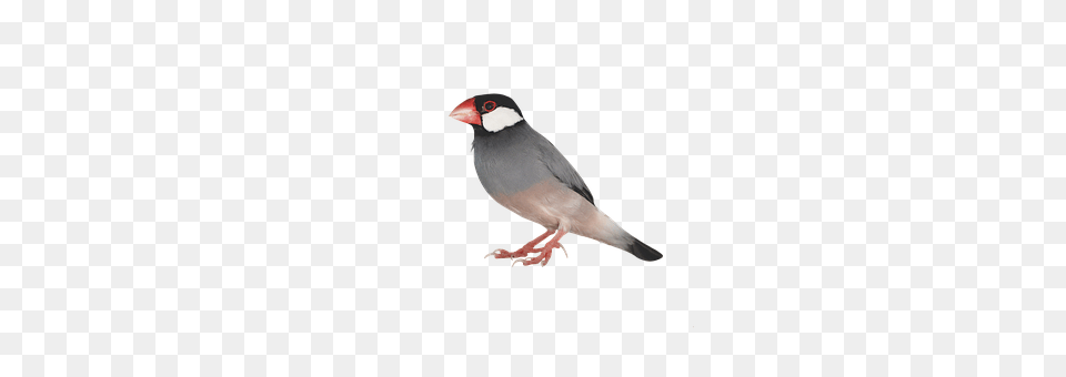 Animal, Beak, Bird, Finch Free Transparent Png