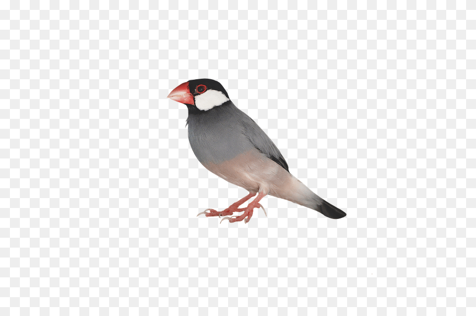 Animal, Beak, Bird, Finch Png Image