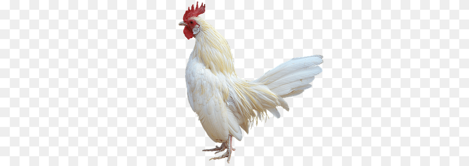 Animal, Bird, Chicken, Fowl Free Transparent Png