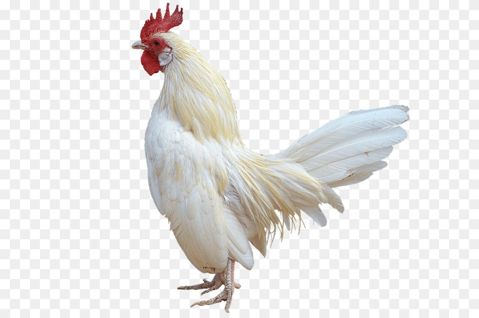 Animal, Bird, Chicken, Fowl Free Png