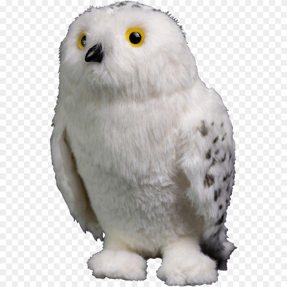 Hedwig, Animal, Bird, Beak, Owl Free Png