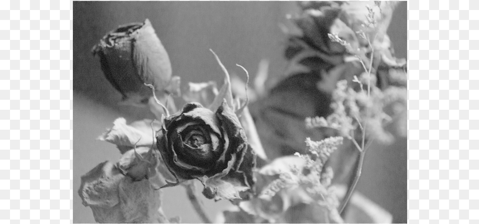 Dead Flowers, Rose, Flower, Plant, Petal Free Transparent Png