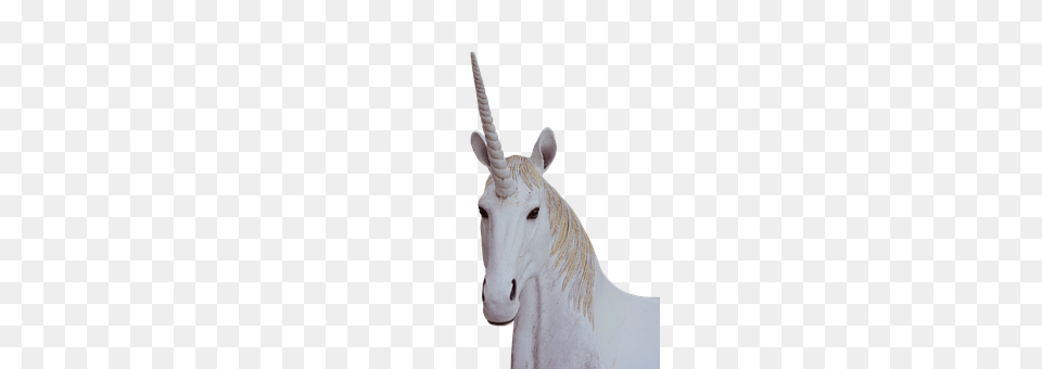 Animal, Mammal, Wildlife, Horse Png Image