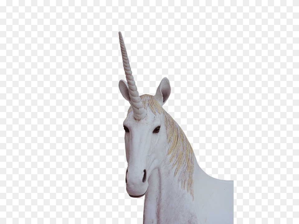 Animal, Horse, Mammal, Wildlife Free Png Download