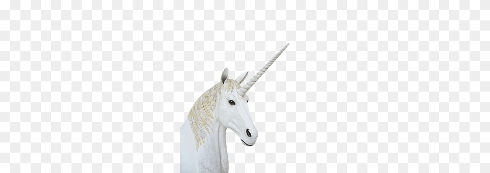 Animal, Mammal, Horse Png Image